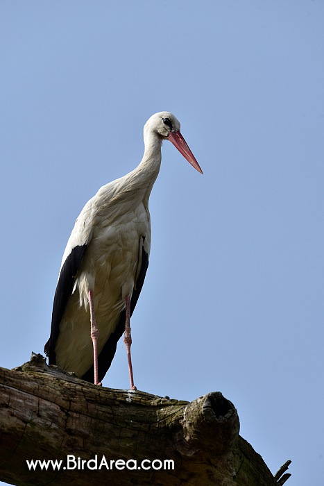 Čáp bílý, Ciconia ciconia