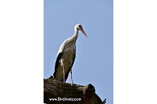 White Stork, Ciconia ciconia