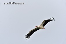 White Stork, Ciconia ciconia