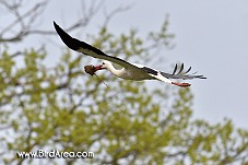 White Stork, Ciconia ciconia