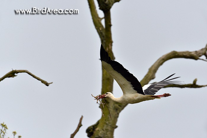 Čáp bílý, Ciconia ciconia