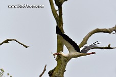 White Stork, Ciconia ciconia