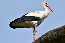 White Stork, Ciconia ciconia