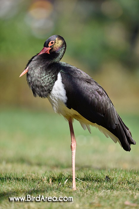 Black Stork, Ciconia nigra