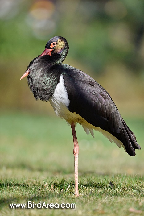 Čáp černý, Ciconia nigra