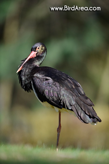 Čáp černý, Ciconia nigra