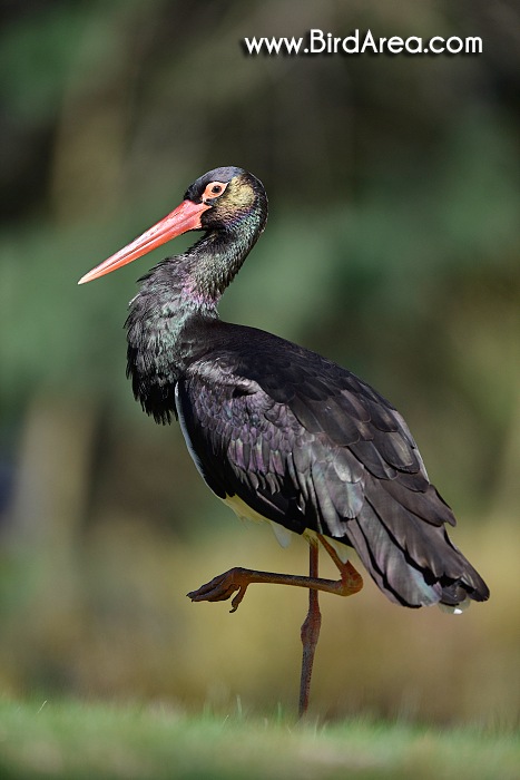 Čáp černý, Ciconia nigra