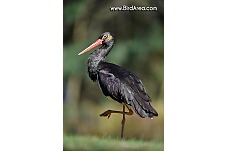 Black Stork, Ciconia nigra