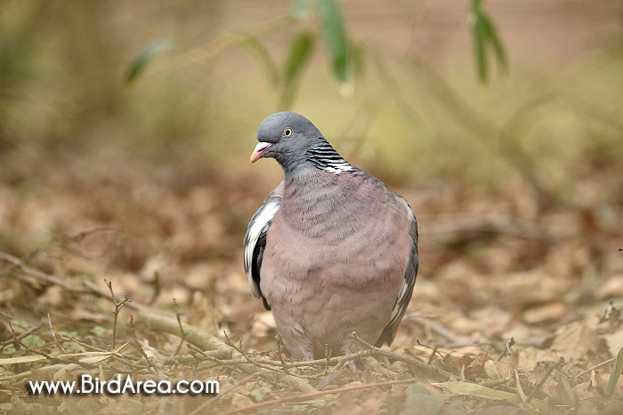 Woodpigeon, Common Wood-pigeon or Wood Pigeon, Columba palumbus