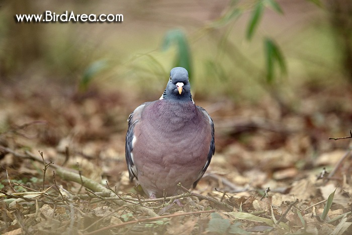 Holub hřivnáč, Columba palumbus