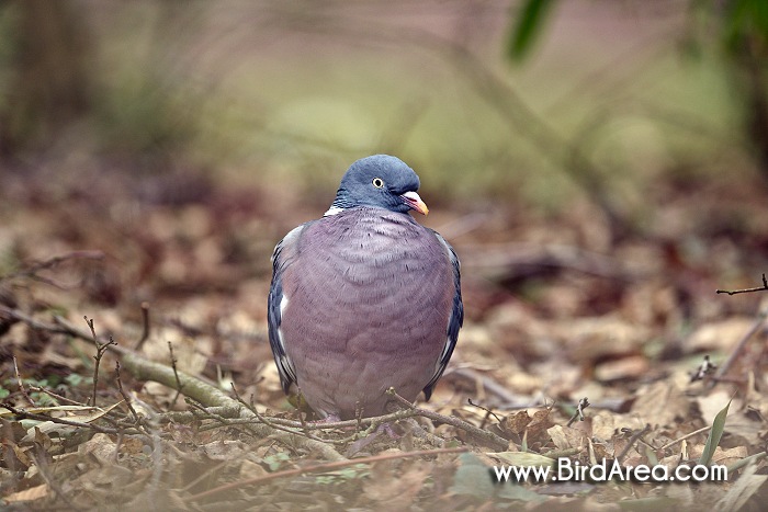 Holub hřivnáč, Columba palumbus