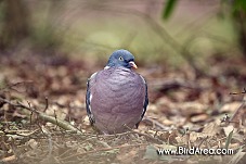 Woodpigeon, Columba palumbus