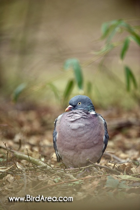 Woodpigeon, Columba palumbus