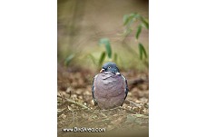 Woodpigeon, Columba palumbus