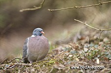 Woodpigeon, Columba palumbus