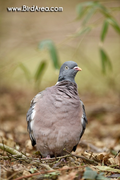 Holub hřivnáč, Columba palumbus