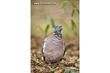 Woodpigeon, Columba palumbus