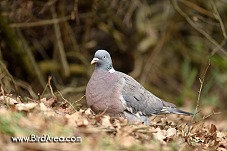 Woodpigeon, Columba palumbus