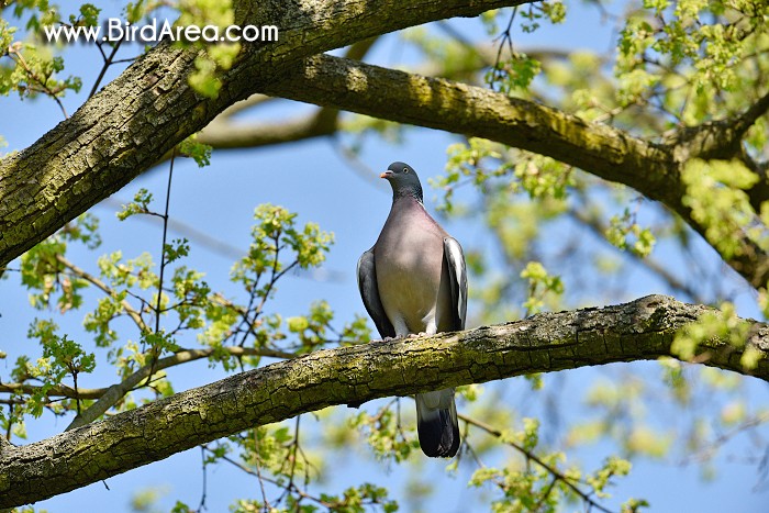 Holub hřivnáč, Columba palumbus