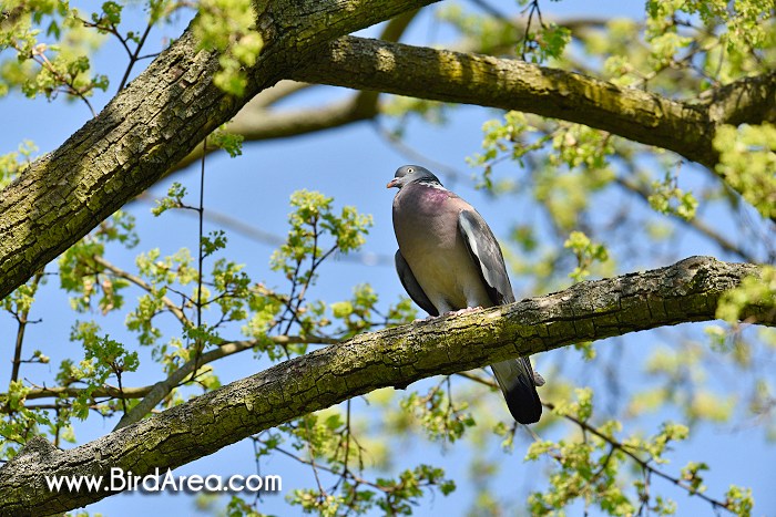 Woodpigeon, Columba palumbus