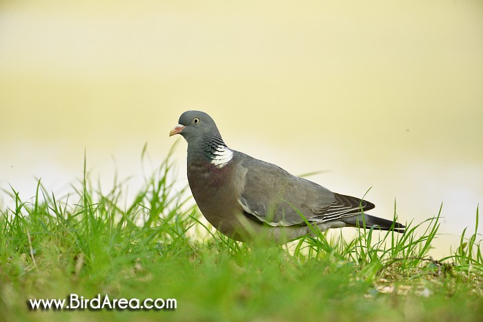 Woodpigeon, Common Wood-pigeon or Wood Pigeon, Columba palumbus