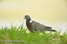 Woodpigeon, Columba palumbus