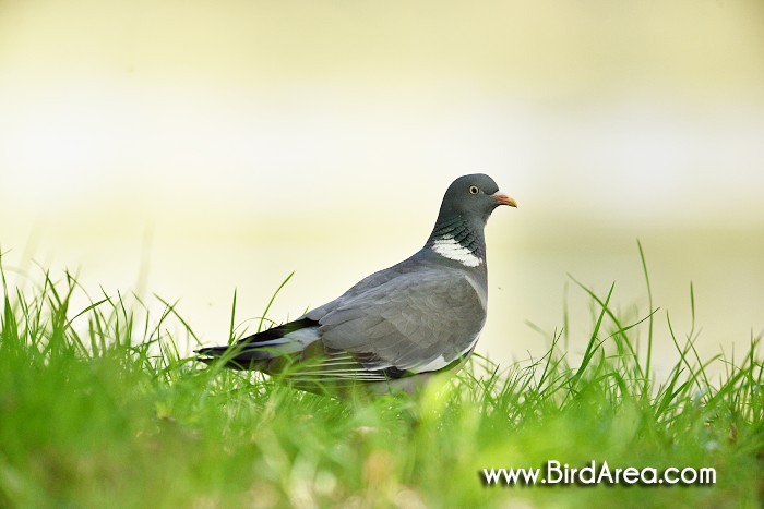 Holub hřivnáč, Columba palumbus