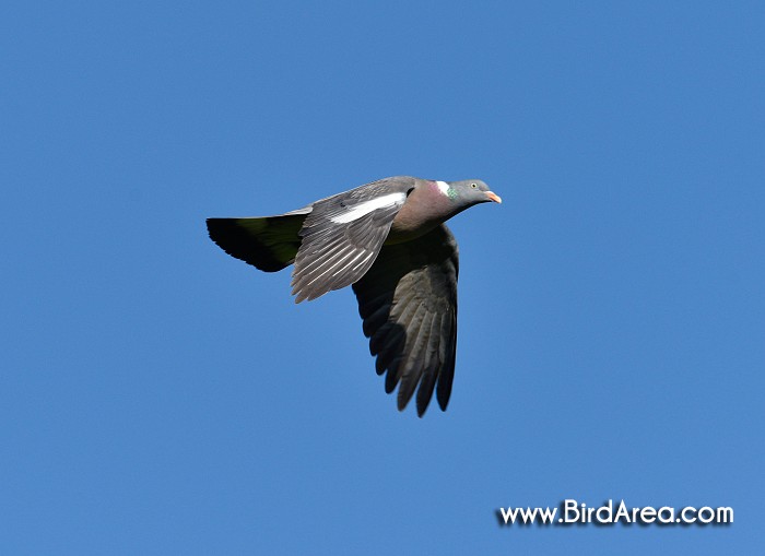 Woodpigeon, Columba palumbus