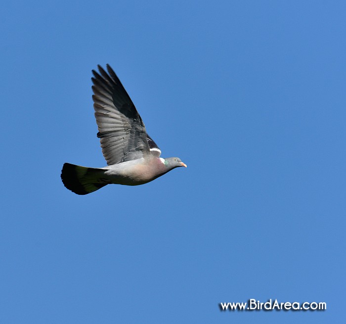 Woodpigeon, Columba palumbus