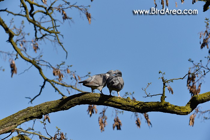 Woodpigeon, Columba palumbus