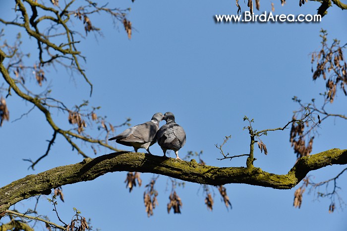 Holub hřivnáč, Columba palumbus