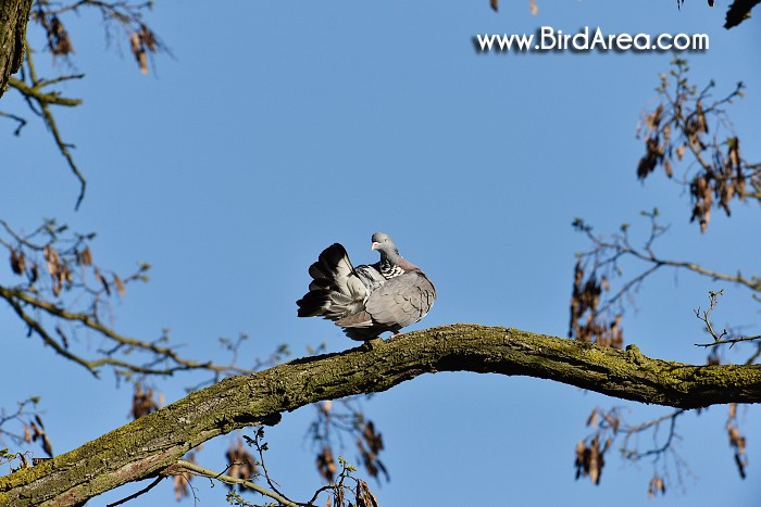 Holub hřivnáč, Columba palumbus