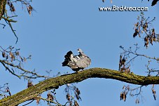 Woodpigeon, Columba palumbus