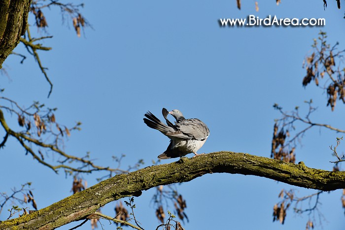 Woodpigeon, Columba palumbus