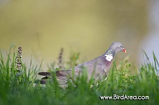 Woodpigeon, Columba palumbus