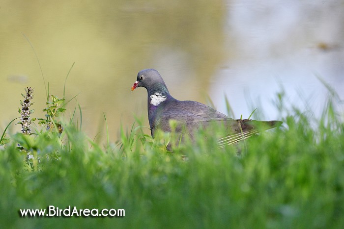 Holub hřivnáč, Columba palumbus