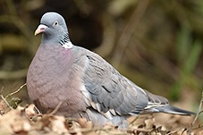 Common Woodpigeon, Common Wood-pigeon or Wood Pigeon, Columba palumbus
