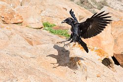 Krkavec velký, Common Raven, Corvus corax
