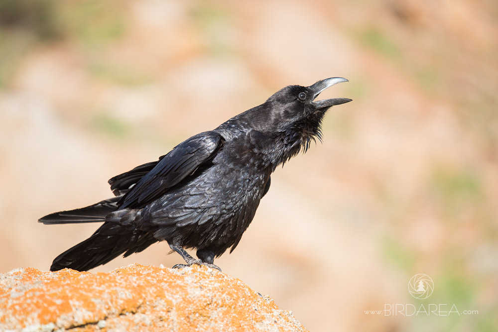 Krkavec velký, Common Raven, Corvus corax