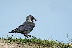 Kavka obecná, Eurasian Jackdaw, Corvus monedula