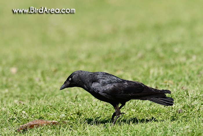 Eurasian Jackdaw, Corvus monedula