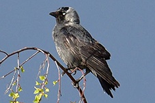Eurasian Jackdaw, Corvus monedula