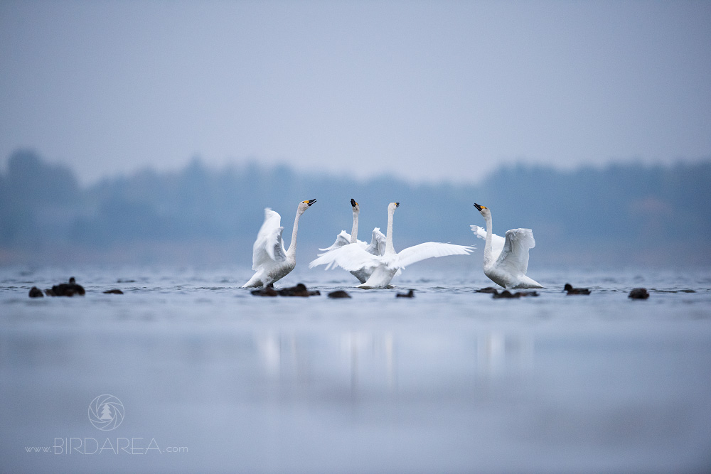 Labuť zpěvná, Whooper Swan, Cygnus cygnus