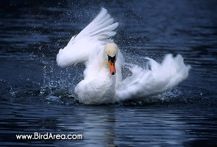 Mute Swan (Cygnus olor, Anas olor)