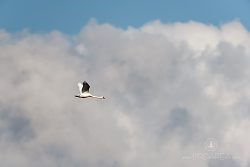 Labuť velká, Mute Swan, Cygnus olor