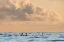 Labuť velká, Mute Swan, Cygnus olor