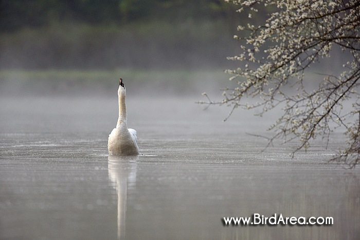 Mute Swan, Cygnus olor