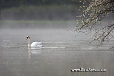 Mute Swan, Cygnus olor