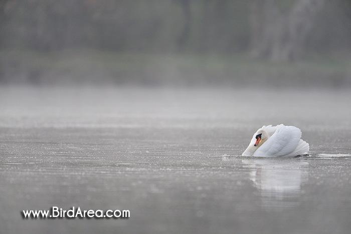 Labuť velká, Cygnus olor