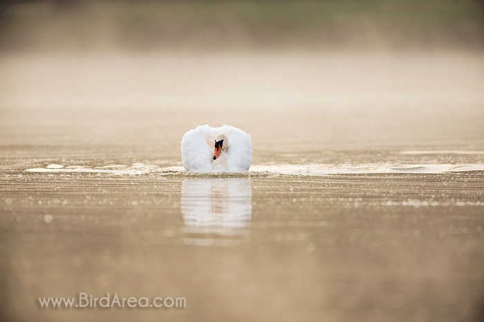 Mute Swan, Cygnus olor